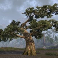 Дерево (древний кедр)