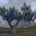 Дерево (голубая глициния)