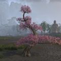 Дерево (многоуровневая розовая вишня)