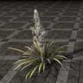 Растение (высокая цветущая юкка)