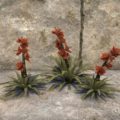 Ауридонские конусовидные растения (скопление)