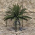 Эльсвейрское растение в горшке (пальма)
