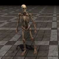 Манекен-скелет (человеческий)