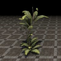 Папоротниковое растение (крепкое, высокое)