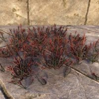 Растения (красный солерос, клумба)