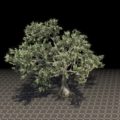 Дерево (древний цветущий гинкго)