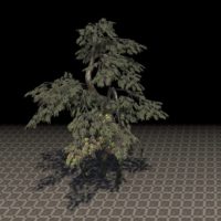 Дерево-фабрикант (берилловый кипарис)