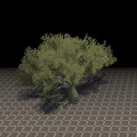 Дерево (гигантский пробковый дуб)