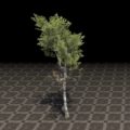 Дерево (молодая здоровая берёза)