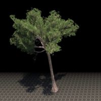 Дерево (возвышаю­щаяся хлорофора)