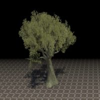 Дерево (возвышаю­щийся пробковый дуб)