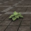 Растение (молодая зелёная хоста)
