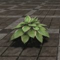 Растение (зелёная хоста)