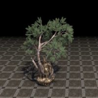 Дерево (окружённое термитником)