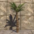 Растение (болотная пальма)